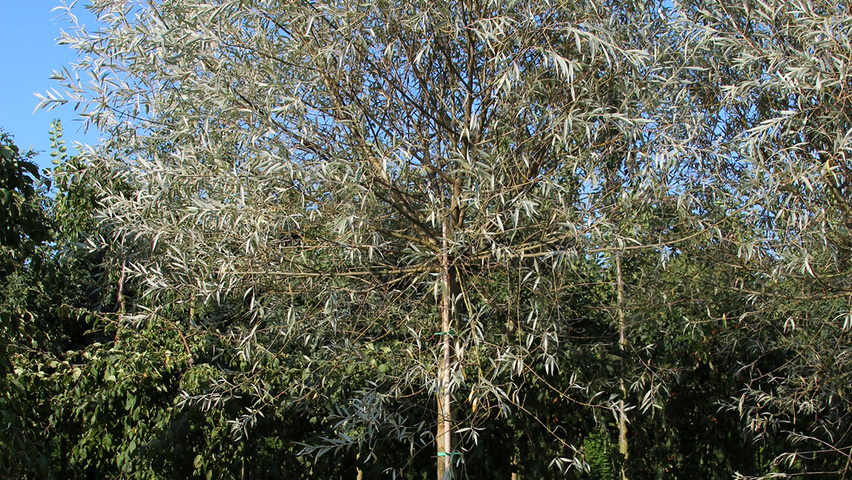 Salix alba 'Sericea' hoogstam