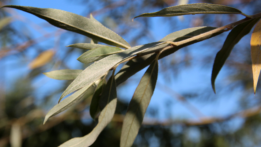 Salix alba 'Sericea' blad