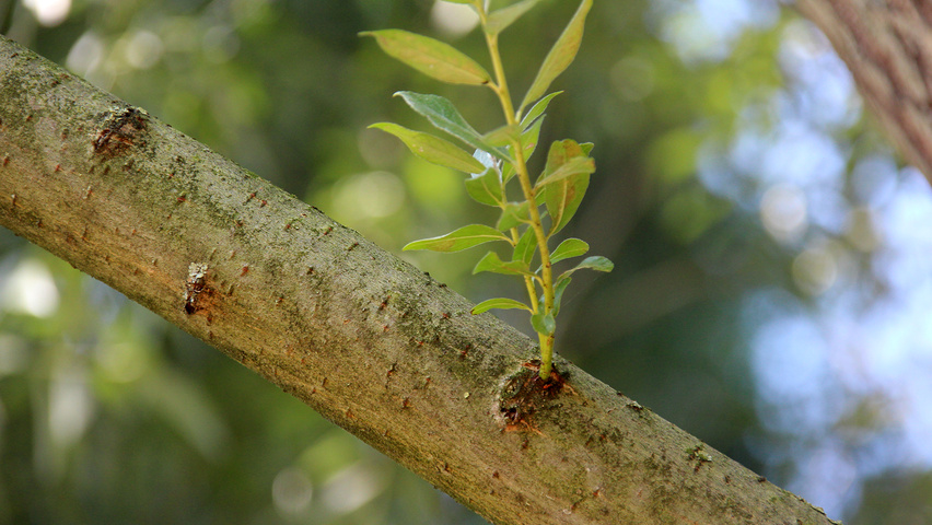Salix alba pędy