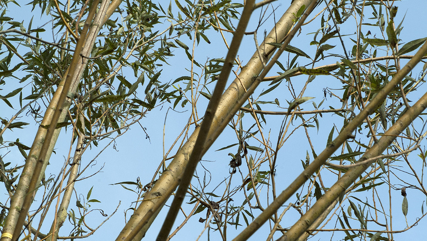 Salix alba 'Vitellina' Zweige