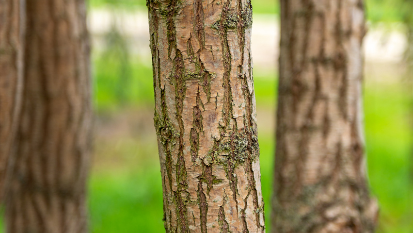 Salix babylonica kora
