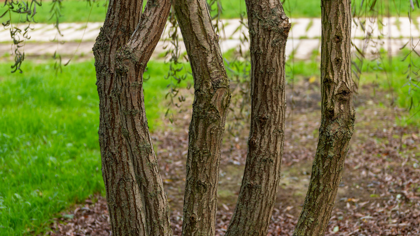 Salix babylonica kora