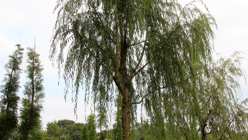 Salix babylonica pienne