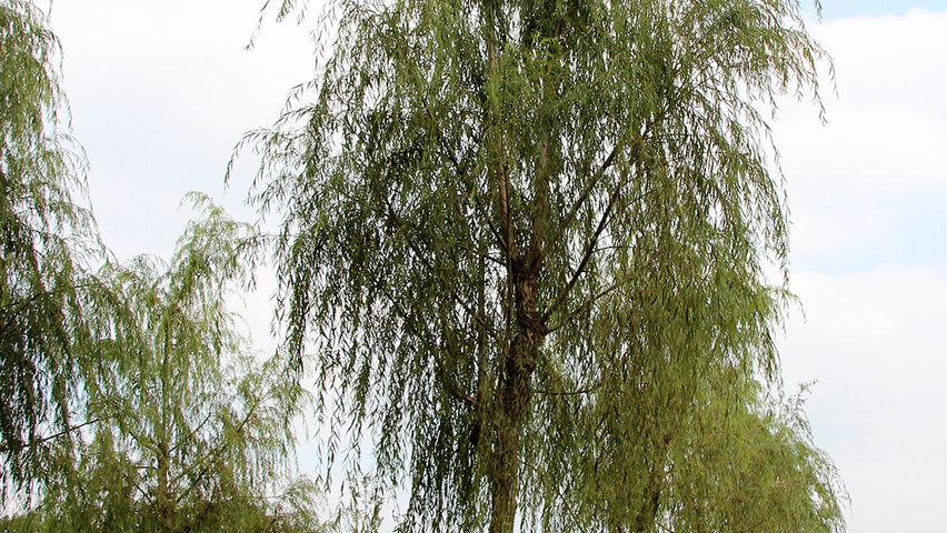 Salix babylonica pienne