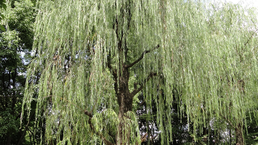 Salix babylonica pienne