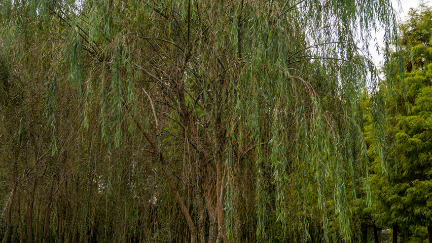 Salix babylonica pienne