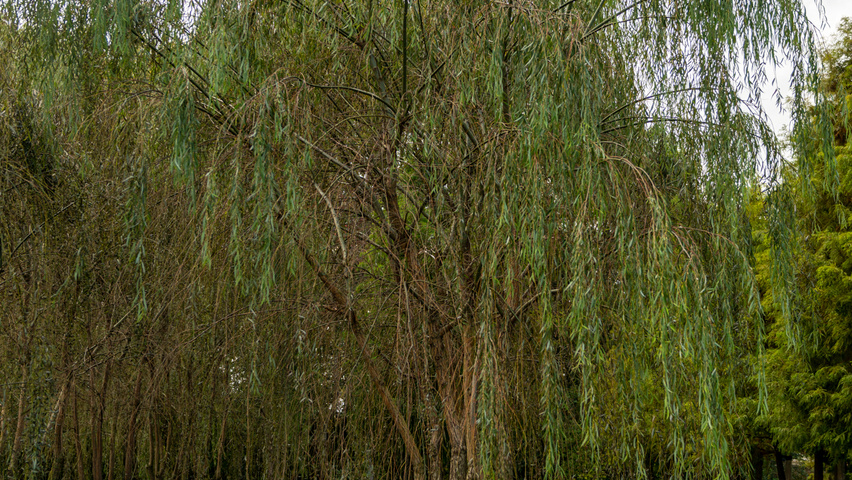 Salix babylonica pienne
