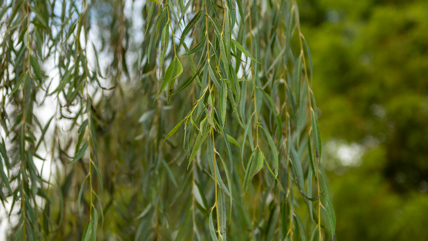 Salix babylonica liście