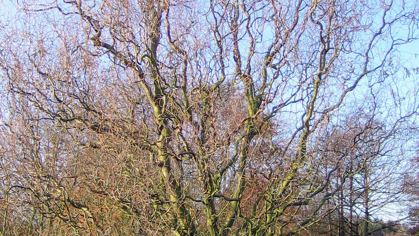 Salix babylonica 'Tortuosa' caractéristiques