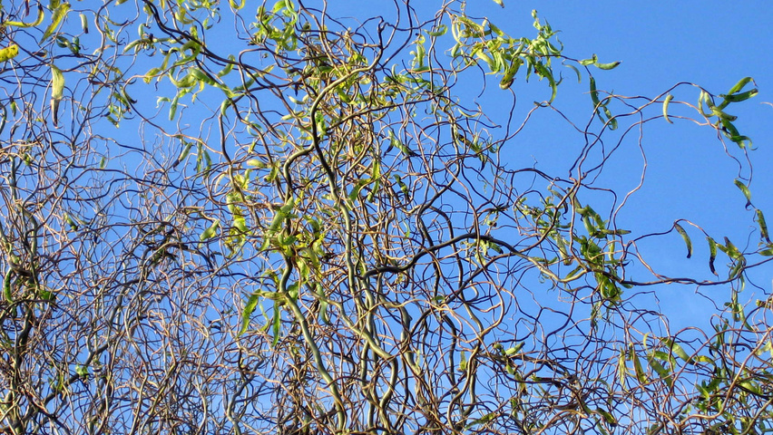 Salix babylonica 'Tortuosa' rameaux