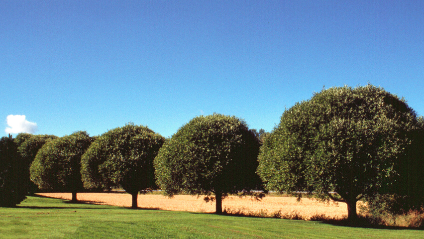Salix babylonica 'Umbraculifera' standard tree