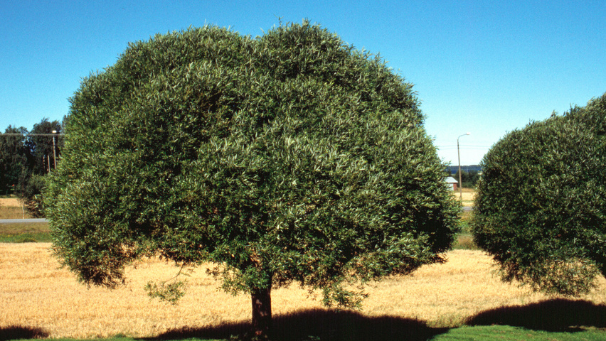 Salix babylonica 'Umbraculifera' globe