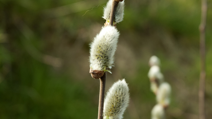 Salix caprea kwiaty