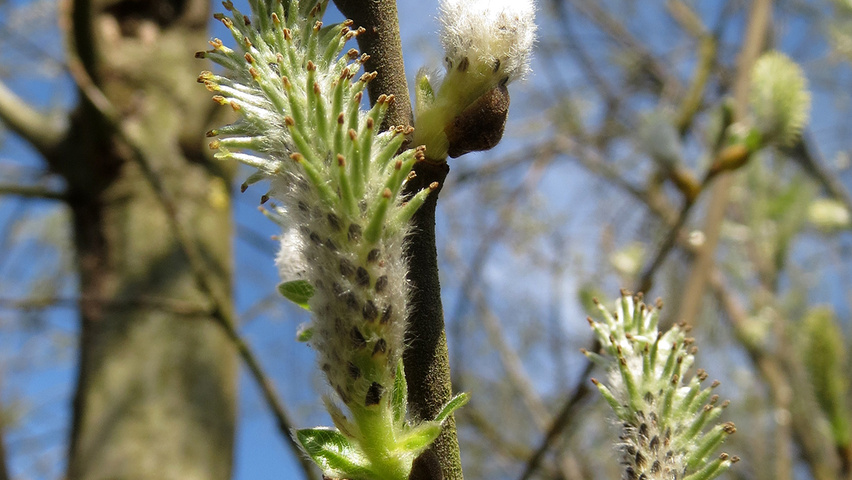 Salix caprea kwiaty