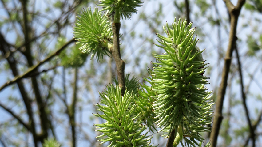 Salix caprea owoce