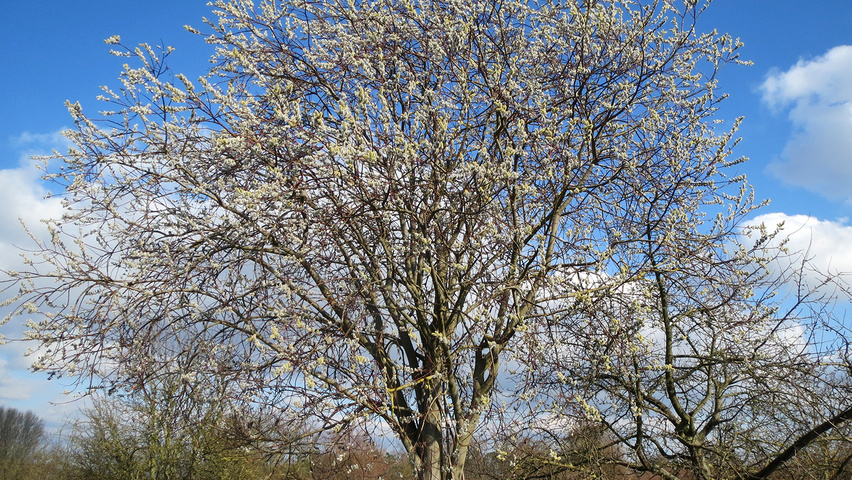 Salix caprea pienne