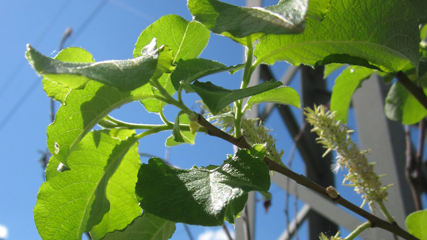Salix caprea liście