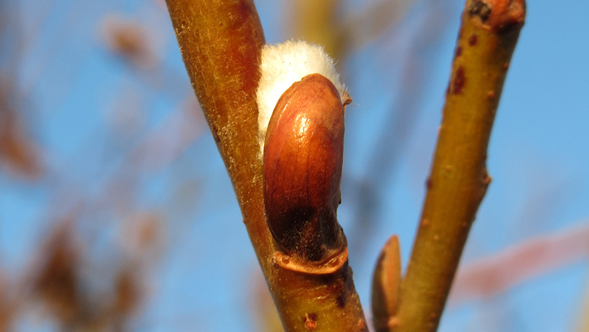 Salix caprea pędy