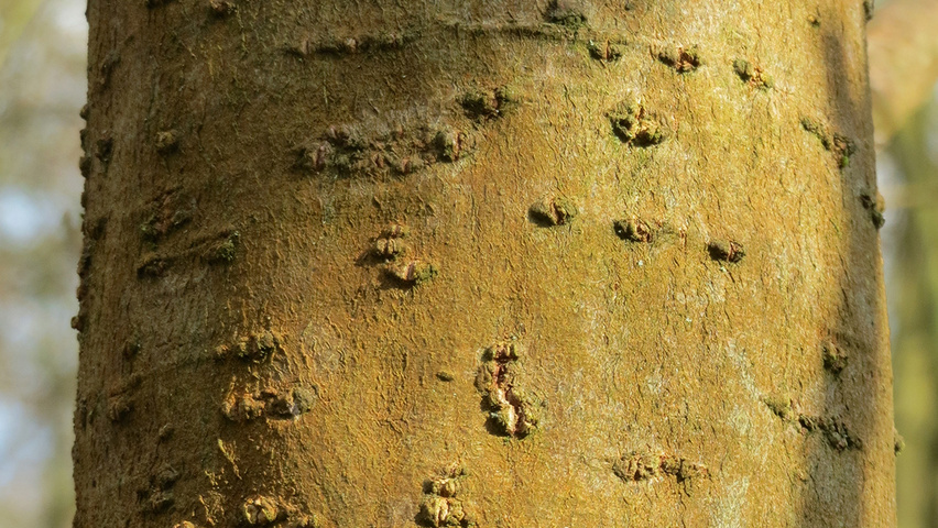Salix cinerea bark