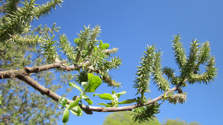 Salix cinerea fruits