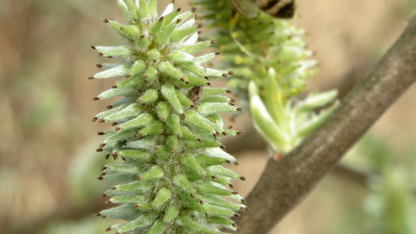 Salix cinerea fruits