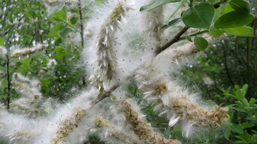 Salix cinerea fruits