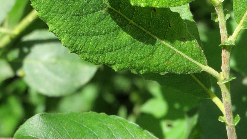 Salix cinerea leaves