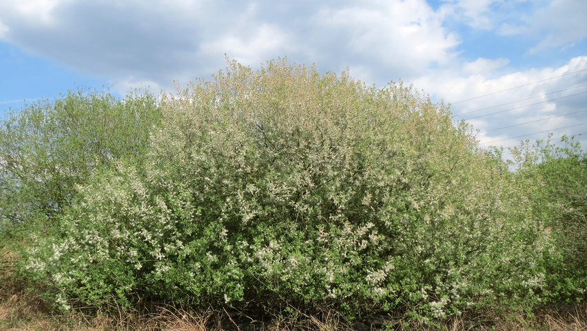 Salix cinerea solitary shrubs