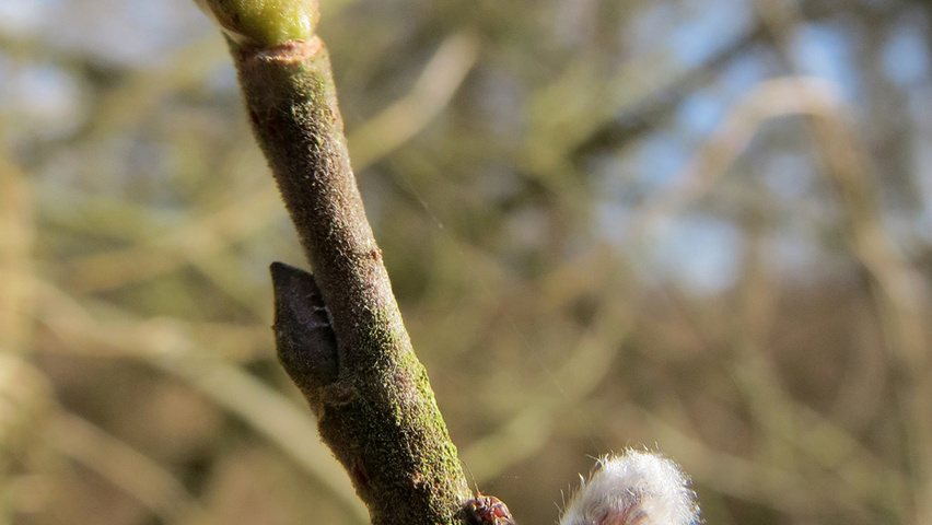 Salix cinerea twigs