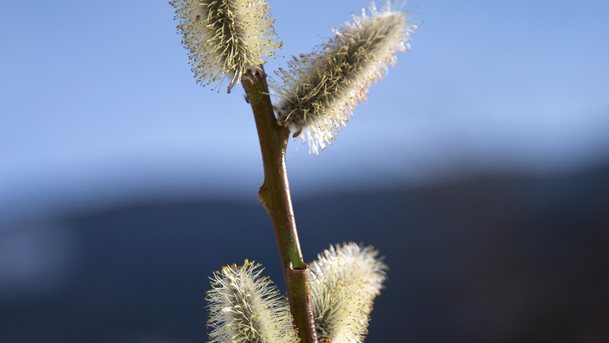 Salix daphnoides flowers