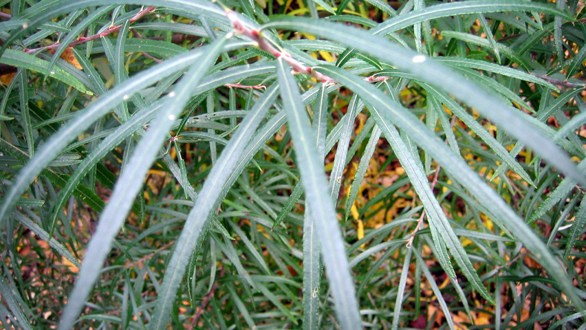 Salix rosmarinifolia Feuilles