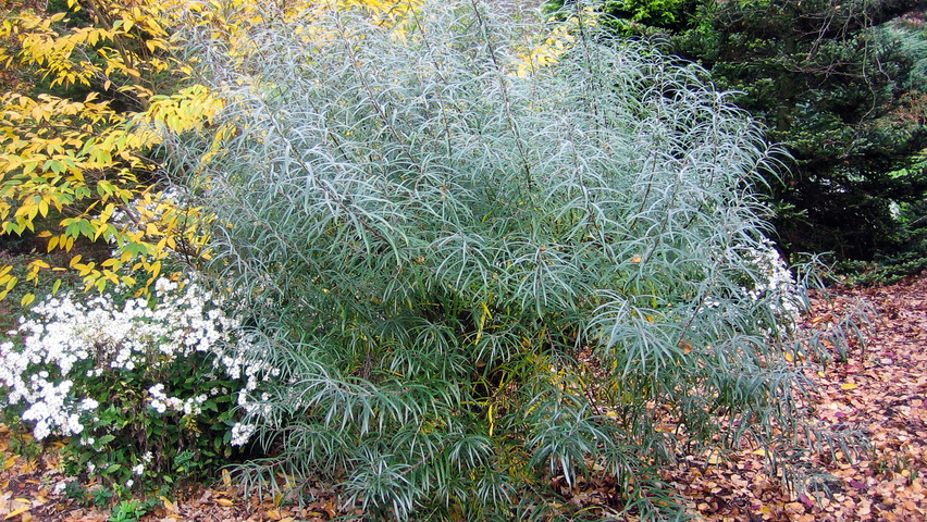 Salix rosmarinifolia arbustes solitaires
