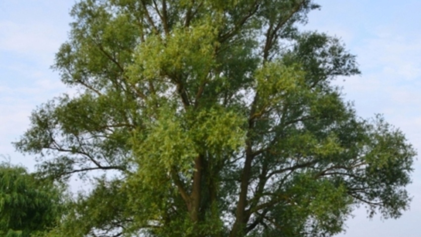 Salix fragilis Деревья с необычной формой роста