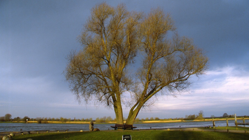 Salix fragilis Деревья с необычной формой роста