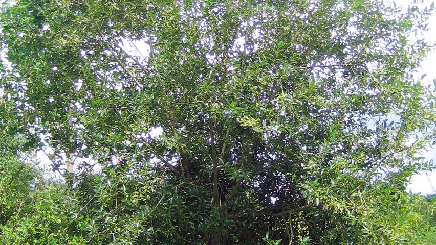 Salix pentandra half-stem