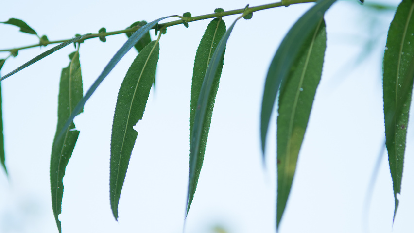 Salix pentandra liście
