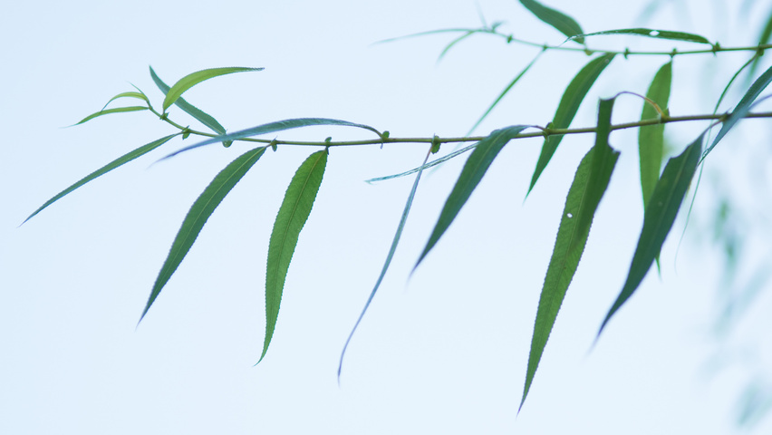 Salix pentandra liście