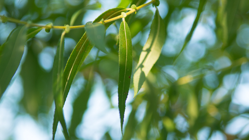 Salix pentandra liście