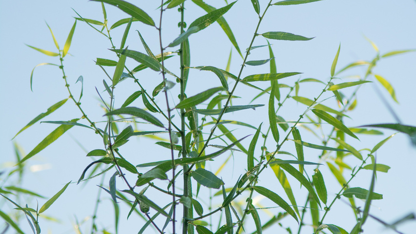 Salix pentandra liście