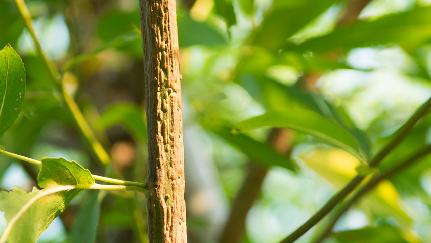 Salix pentandra pędy