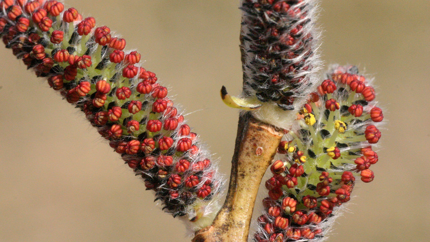 Salix purpurea flowers