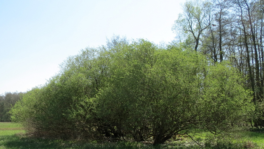 Salix purpurea multi-stem