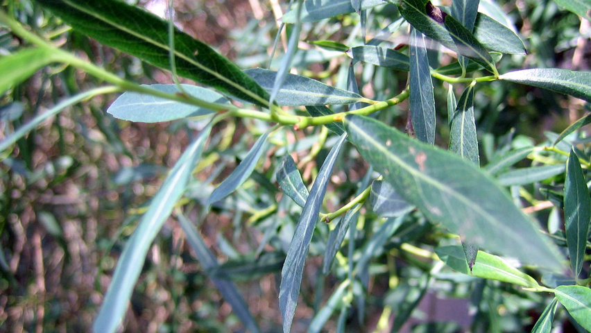 Salix purpurea 'Nana' liście