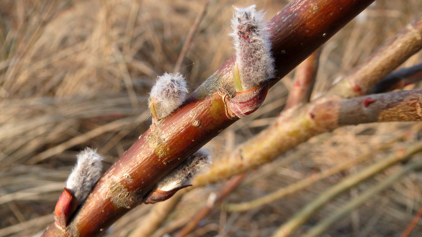Salix purpurea twigs