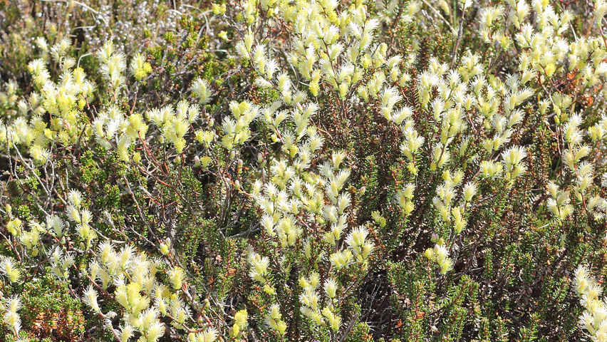 Salix repens цветки