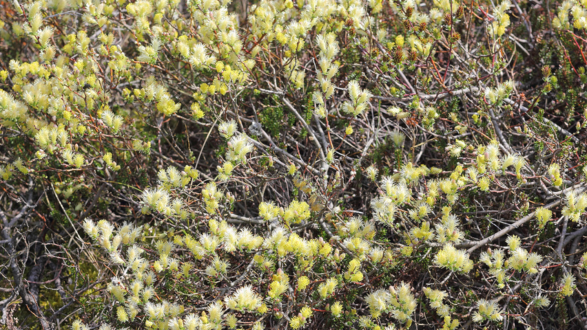 Salix repens цветки