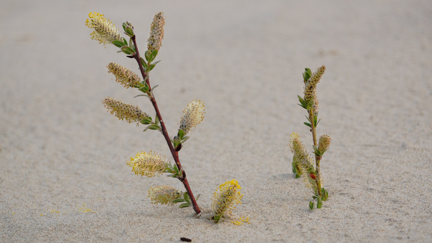 Salix repens цветки