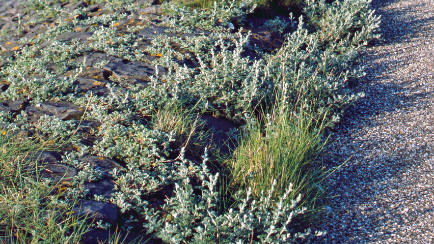 Salix repens Кустарники-солитеры