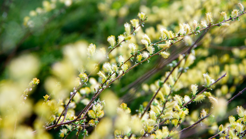Salix repens var. nitida flowers