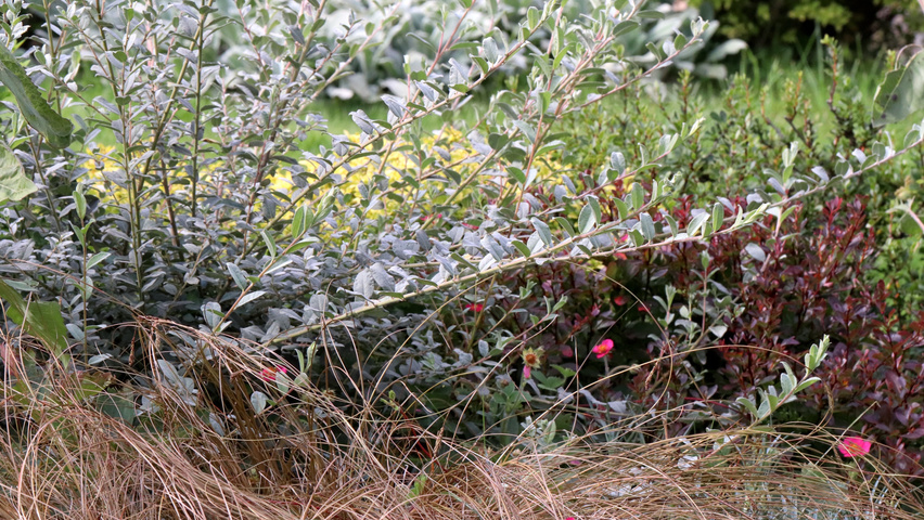 Salix repens var. nitida twigs